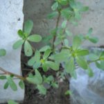 Portulaca